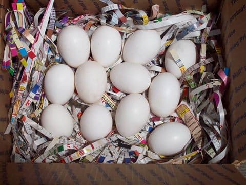 Parrot Eggs for sale